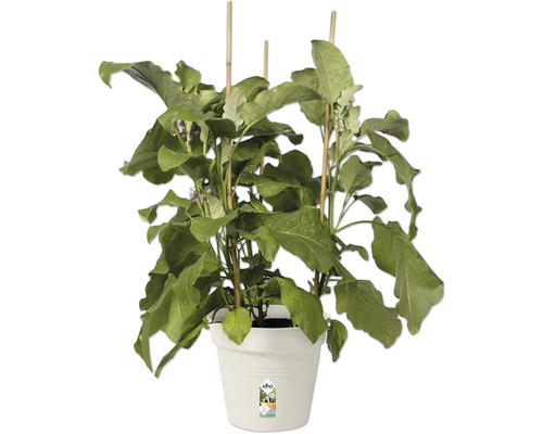 Aubergineplant met stokken in pot