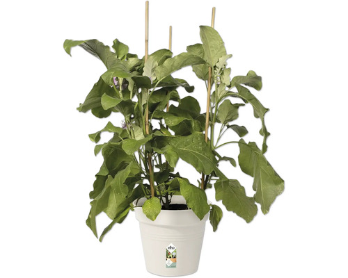Aubergineplant in witte plantenbak met klimhulp
