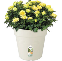Gele rozen in pot