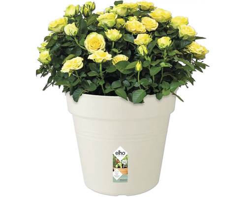 Gele rozen in pot