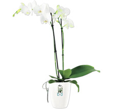 Orchidee in een bloempot