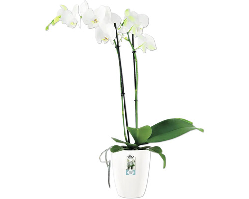 Orchidee in een bloempot