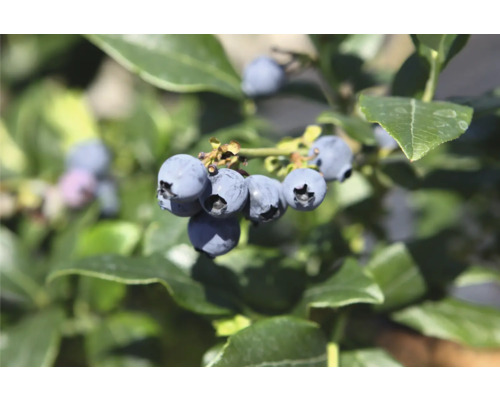 Close-up van verse bosbessen aan een struik