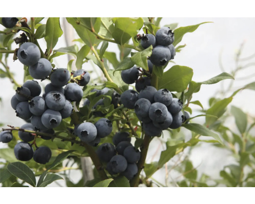 Close-up van een bosbesstruik met rijpe bosbessen en groene bladeren.