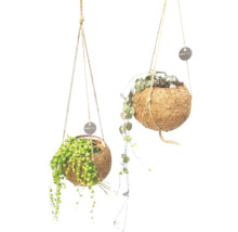 Twee hangende kokosnootpitten met planten en KOKOMAMA logo
