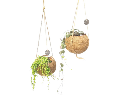 Twee hangende kokosnootpitten met planten en KOKOMAMA logo