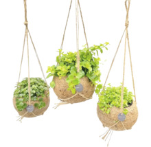 Drie hangende kokosnootplantenpotten met groene planten en touwophanging