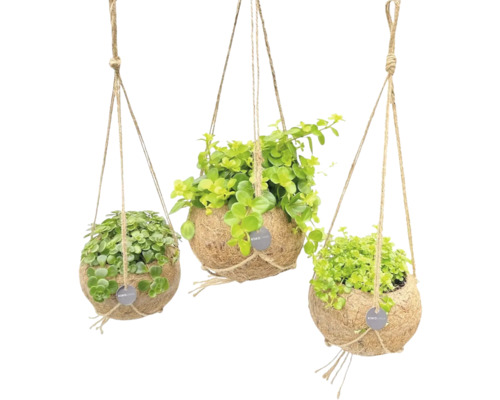 Drie hangende kokosnootplantenpotten met groene planten en touwophanging