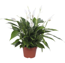 Lepelplant in pot met groene bladeren en witte bloemen