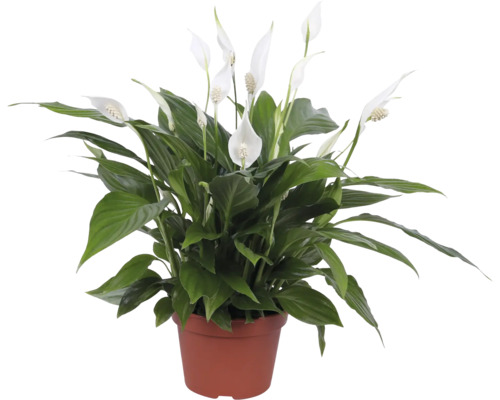 FLORASELF Lepelplant Spathiphyllum pearl cupido potmaat Ø 15 cm H 45 cm