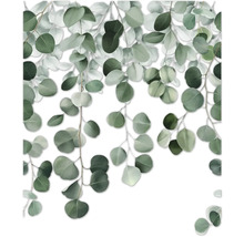 Eucalyptus takken met ronde bladeren