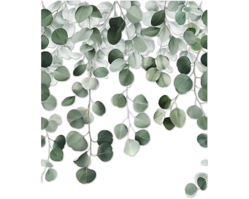 Eucalyptus takken met ronde bladeren