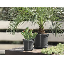 Dadelpalm en cactus in potten