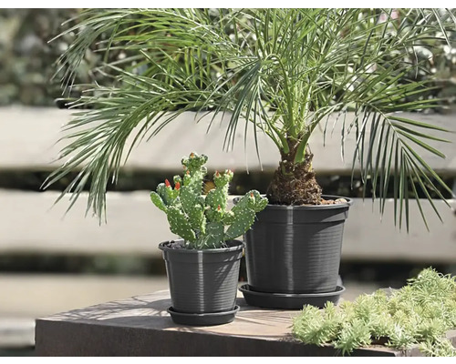 Dadelpalm en cactus in potten