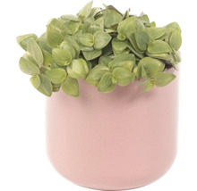 Potplant met groene bladeren in sierpot