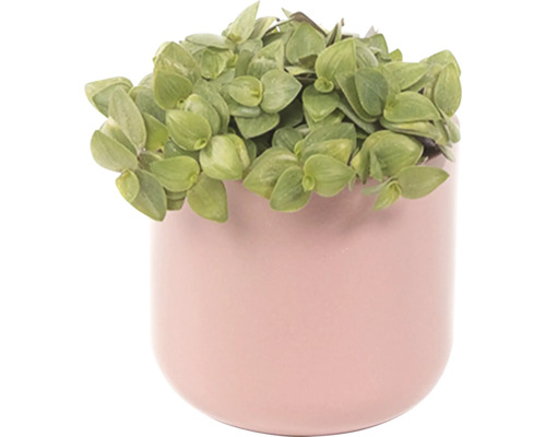 Potplant met groene bladeren in sierpot