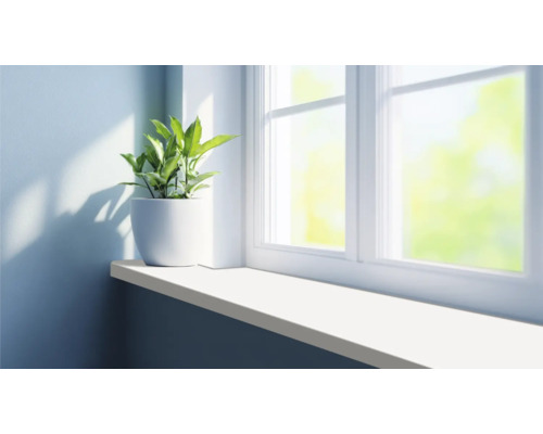 Kamerplant in pot op een vensterbank