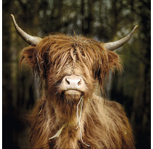Close-up van een Schotse hooglander met hoorns en ruige vacht