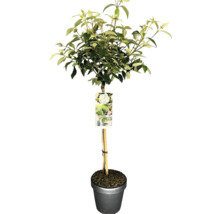 Bloemhoornstruik als hoogstam in pot