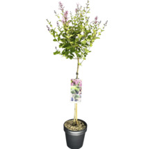 Sering op stam in pot