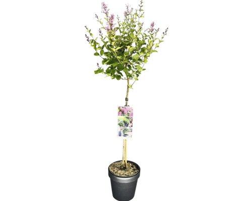 FLORASELF Sering op stam Syringa Bloomerang Pink Perfume Roze
