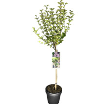 Boom in pot met etiket