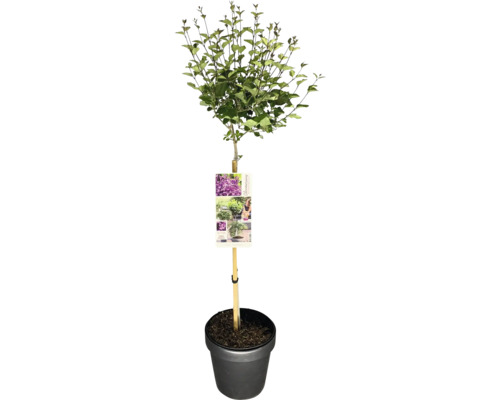 Bloomerang Syringa dwergsering in pot