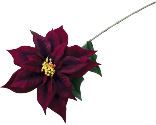 Decoratieve rode kerststerbloem met stengel en groene bladeren.