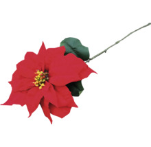 Rode kerstster met blad en stengel