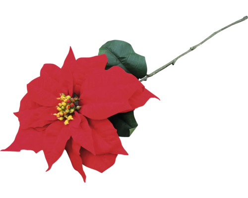 Rode kerstster met blad en stengel