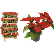 Kerstster in pot op een houten rek