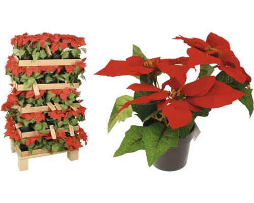 Kerstster in pot op een houten rek