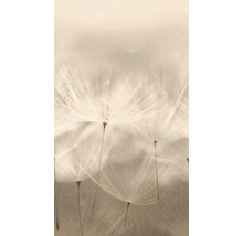 Close-up van paardenbloempluis