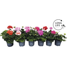 Rij geraniums in potten van de Long Life Serie