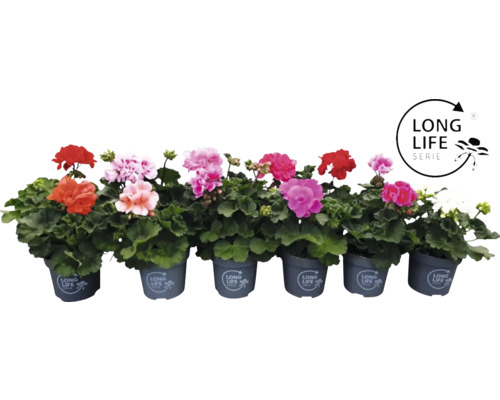 FLORASELF Pelargonium zonale 'Long Life'® potmaat Ø 10,5 cm Rij geraniums in potten van de Long Life Serie
