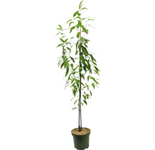 Perzikboom in pot