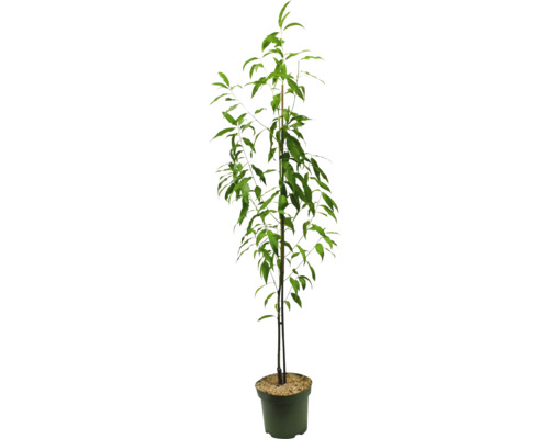 Perzikboom in pot
