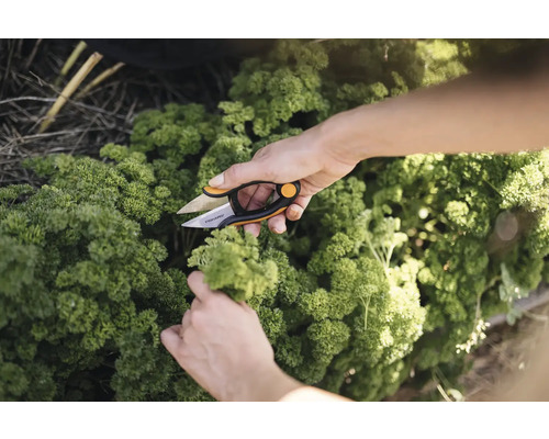 Een persoon knipt peterselie met een Fiskars kruidenschaar.