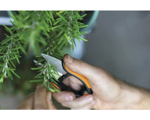 Iemand snoeit rozemarijn met een tuinschaar.