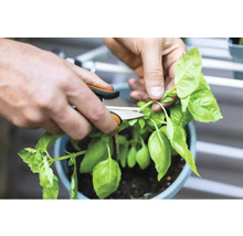Een persoon snoeit basilicum met een tuinschaar.