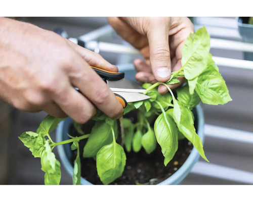 Een persoon snoeit basilicum met een tuinschaar.