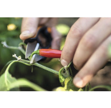 Een rode chili oogsten met een tuinschaar