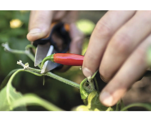 Een rode chili oogsten met een tuinschaar