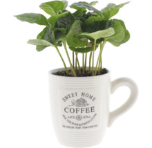 Koffieplant in een mok met het opschrift Sweet Home Coffee