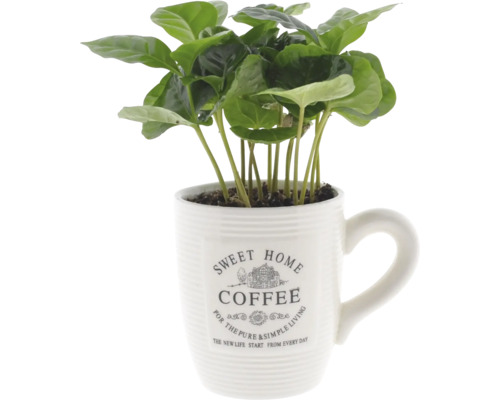 FLORASELF Koffieplant Coffea in koffiemok potmaat Ø 9 cm H 15 cm Koffieplant in een mok met het opschrift Sweet Home Coffee