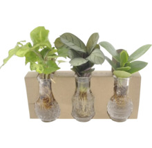 Drie planten in glazen vazen met houten houder