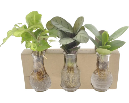 Drie planten in glazen vazen met houten houder