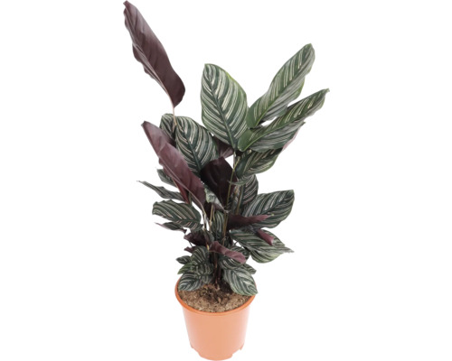 FLORASELF Pauwenplant Calathea ornata potmaat Ø 21 cm H 80-85 cm