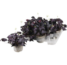 Meerdere Oxalis triangularis planten in potten op een transparante plank.