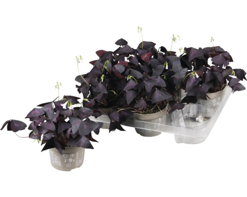 FLORASELF Geluksklaver Oxalis ikigai purple potmaat Ø 12 cm H 20 cm